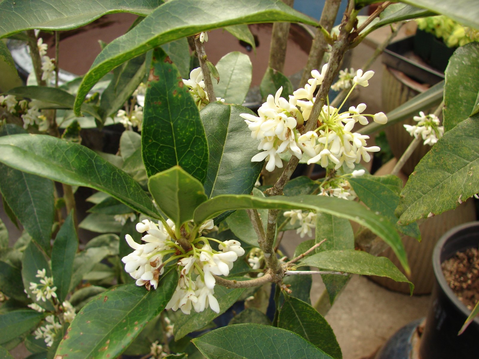 Flores pálidas de osmanto entre hojas verdes