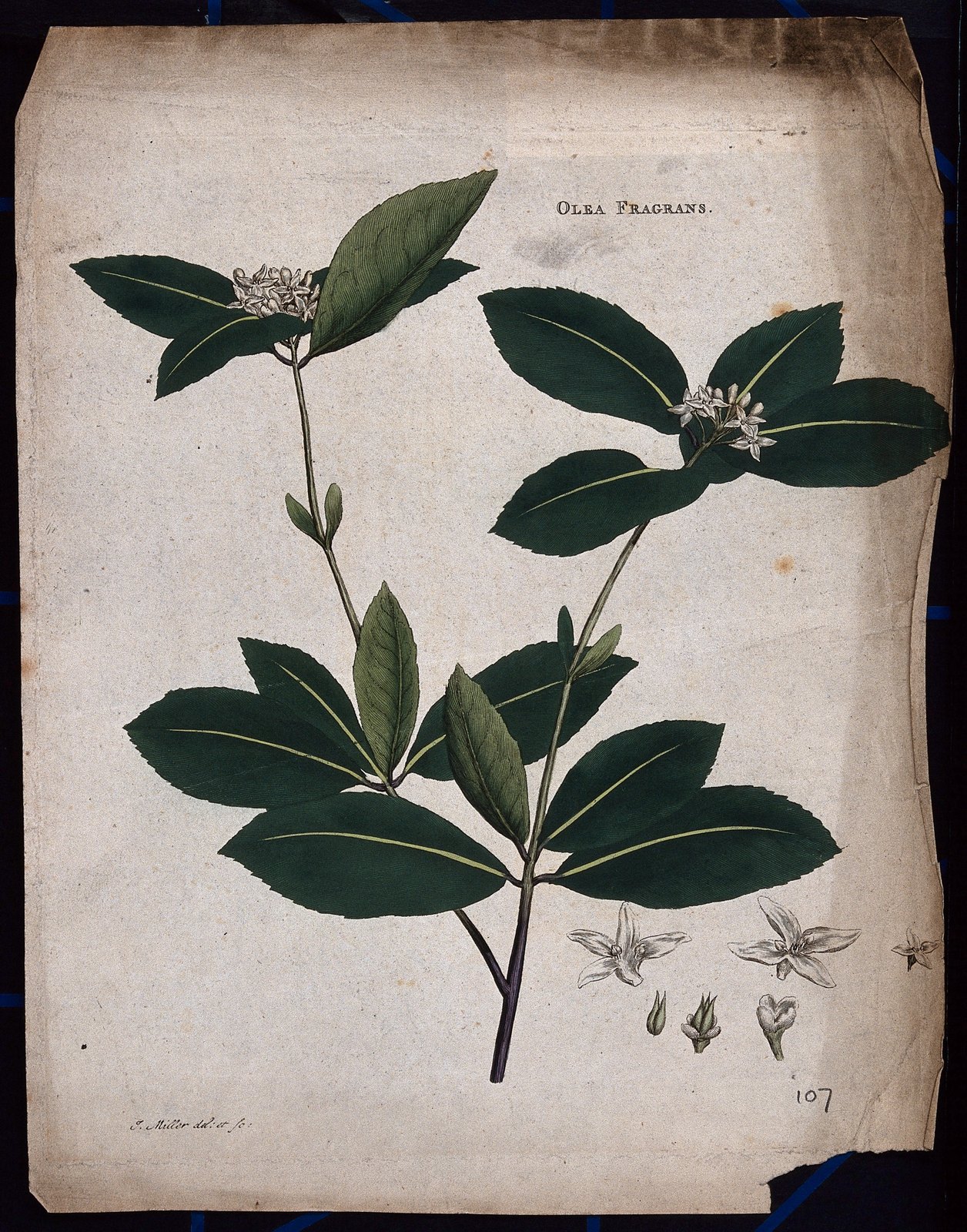 Aguafuerte botánico coloreado de una rama de osmanto con detalles florales ampliados
